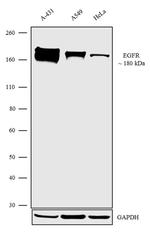 EGFR Antibody