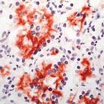 CD205 Antibody in Immunohistochemistry (Paraffin) (IHC (P))