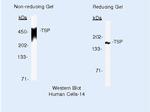 Thrombospondin 1 Antibody in Western Blot (WB)
