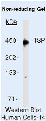 Thrombospondin 1 Monoclonal Antibody (C6.7)