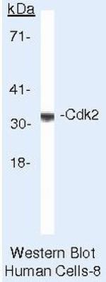 Cdk2 Antibody in Western Blot (WB)