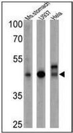 CD155 Monoclonal Antibody (D171), Biotin