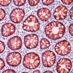 MFGE8 (Lactadherin) Antibody in Immunohistochemistry (Paraffin) (IHC (P))