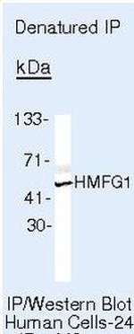 MFGE8 (Lactadherin) Antibody in Immunoprecipitation (IP)