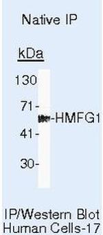 MFGE8 (Lactadherin) Antibody in Immunoprecipitation (IP)