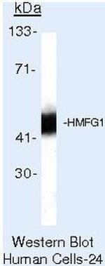 MFGE8 (Lactadherin) Antibody in Western Blot (WB)