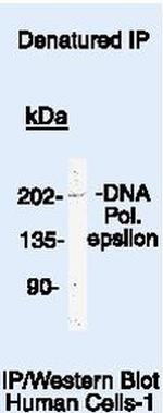 POLE Antibody in Immunoprecipitation (IP)