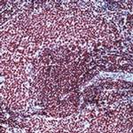 CBP Antibody in Immunohistochemistry (Paraffin) (IHC (P))