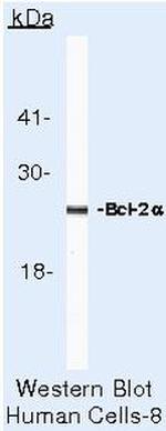 Bcl-2 Antibody in Western Blot (WB)