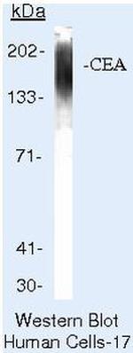 CEA Antibody in Western Blot (WB)