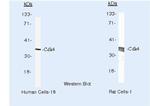 CDK4 Antibody in Western Blot (WB)
