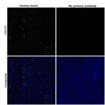 CD137 Antibody in Immunohistochemistry (Paraffin) (IHC (P))