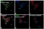 INSR alpha Antibody in Immunocytochemistry (ICC/IF)