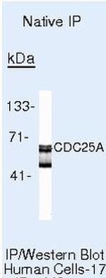 Cdc25A Antibody in Immunoprecipitation (IP)