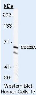 Cdc25A Antibody in Western Blot (WB)