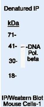 POLB Antibody in Immunoprecipitation (IP)