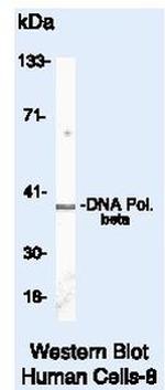 POLB Antibody in Western Blot (WB)