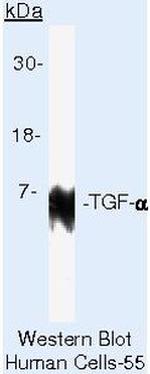 TGF alpha Antibody in Western Blot (WB)
