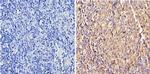 ERCC1 Antibody in Immunohistochemistry (Paraffin) (IHC (P))