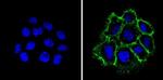 EpCAM Antibody in Immunocytochemistry (ICC/IF)