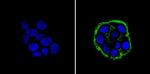 EpCAM Antibody in Immunocytochemistry (ICC/IF)