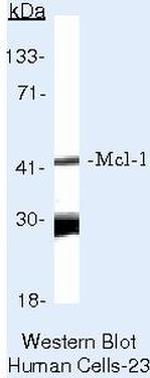 Mcl-1 Monoclonal Antibody (RC13)