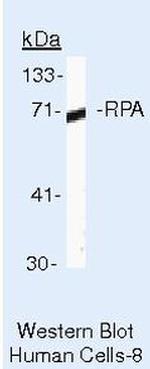 RPA70 Antibody in Western Blot (WB)
