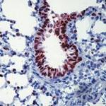 Nkx2.1 Monoclonal Antibody (8G7G3/1)