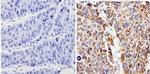 Bax Antibody in Immunohistochemistry (Paraffin) (IHC (P))