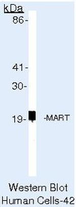 Melan-A Antibody in Western Blot (WB)