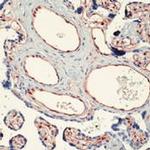 Moesin Antibody in Immunohistochemistry (Paraffin) (IHC (P))