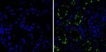 CD10 Antibody in Immunohistochemistry (Paraffin) (IHC (P))