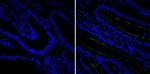 CD10 Antibody in Immunohistochemistry (Paraffin) (IHC (P))
