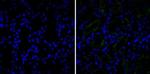 CD10 Antibody in Immunohistochemistry (Paraffin) (IHC (P))