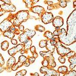 Placental Alkaline Phosphatase Antibody in Immunohistochemistry (Paraffin) (IHC (P))