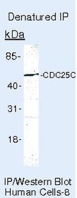 Cdc25C Antibody in Immunoprecipitation (IP)