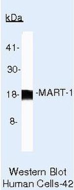 Melan-A Antibody in Western Blot (WB)