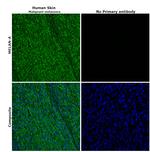 Melan-A Monoclonal Antibody (A103)