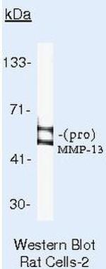 MMP13 Antibody in Western Blot (WB)