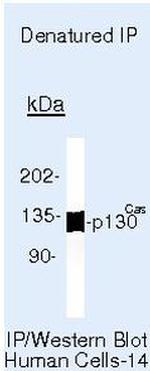 p130Cas Antibody in Immunoprecipitation (IP)