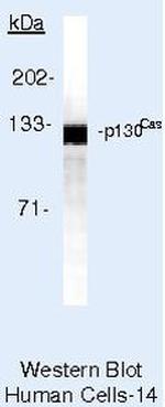p130Cas Antibody in Western Blot (WB)