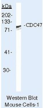 MCM7 Antibody in Western Blot (WB)