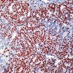 MCM7 Antibody in Immunohistochemistry (Paraffin) (IHC (P))