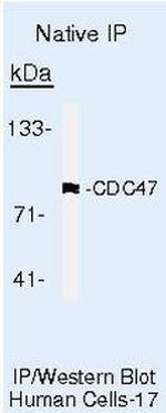 MCM7 Antibody in Immunoprecipitation (IP)
