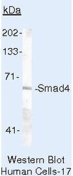 SMAD4 Antibody in Western Blot (WB)