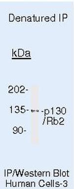 p130 Antibody in Immunoprecipitation (IP)