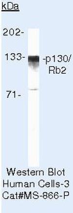p130 Antibody in Western Blot (WB)