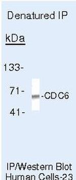 Cdc6 Antibody in Immunoprecipitation (IP)