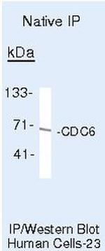 Cdc6 Antibody in Immunoprecipitation (IP)