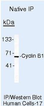 Cyclin B1 Antibody in Immunoprecipitation (IP)